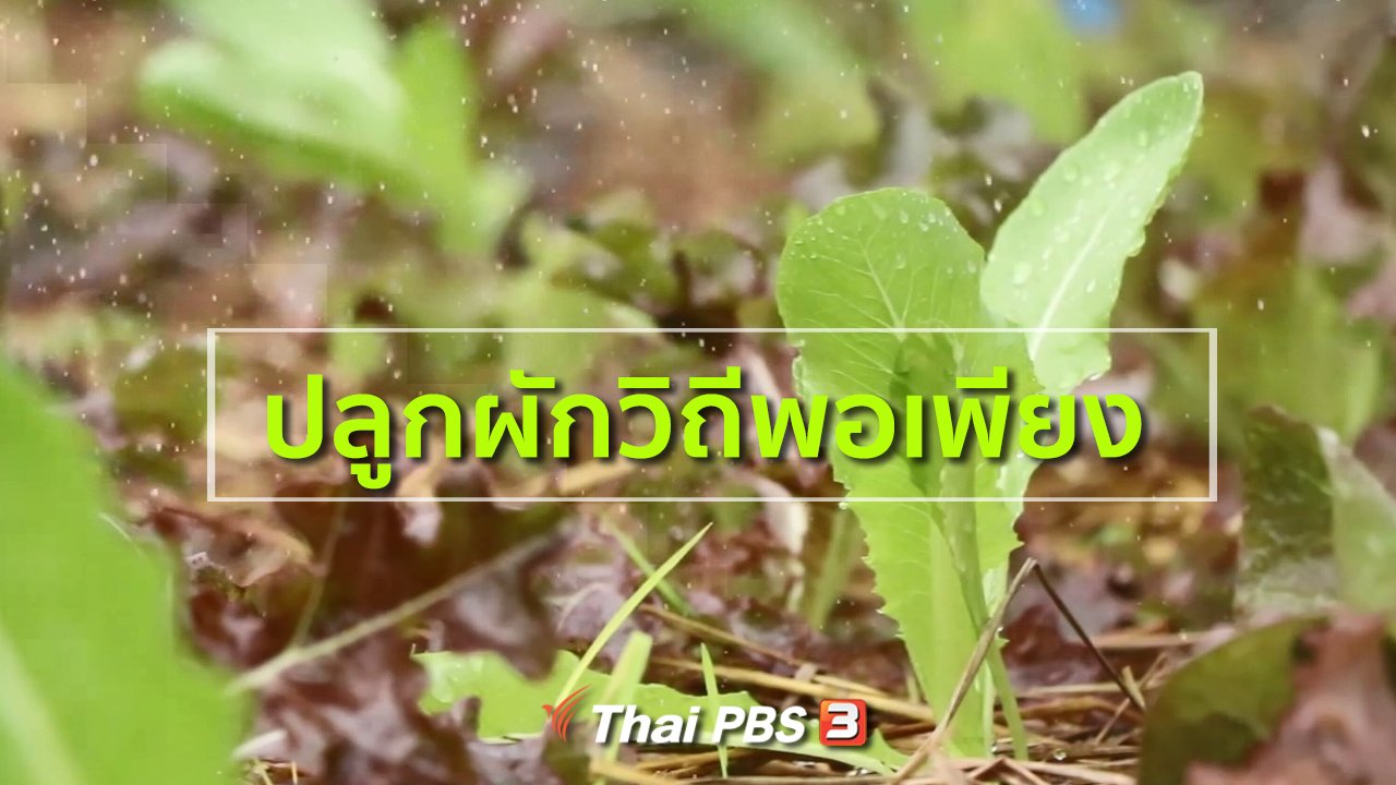 ทุกทิศทั่วไทย - อาชีพทั่วไทย : ปลูกผักวิถีพอเพียง