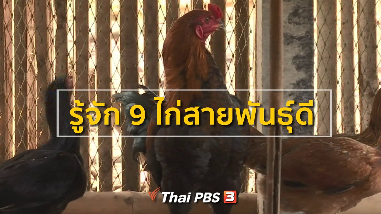 ทุกทิศทั่วไทย - ชุมชนทั่วไทย : รู้จัก 9 ไก่สายพันธุ์ดี
