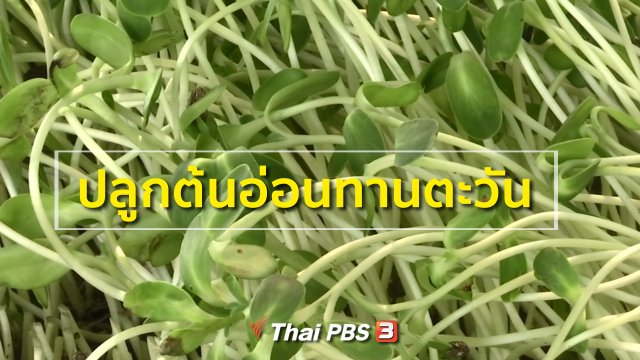 อาชีพทั่วไทย : ปลูกต้นอ่อนทานตะวัน