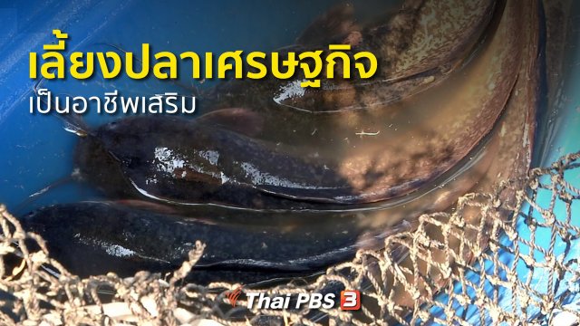 ชุมชนทั่วไทย : เลี้ยงปลาเศรษฐกิจ อาชีพเสริมชาวนาปทุมธานี