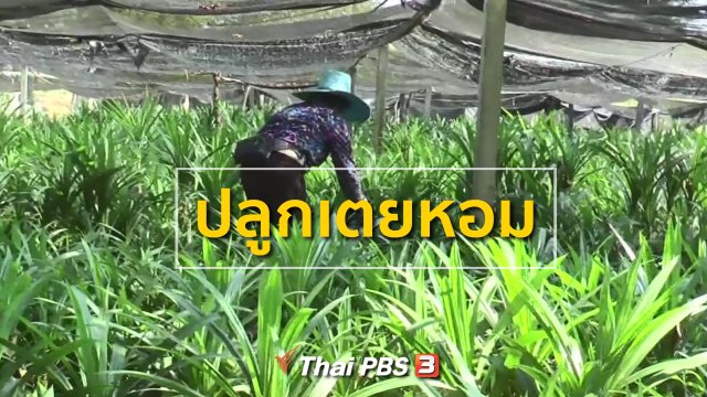 อาชีพทั่วไทย : ชาวนาหันมาปลูกเตยหอมขาย