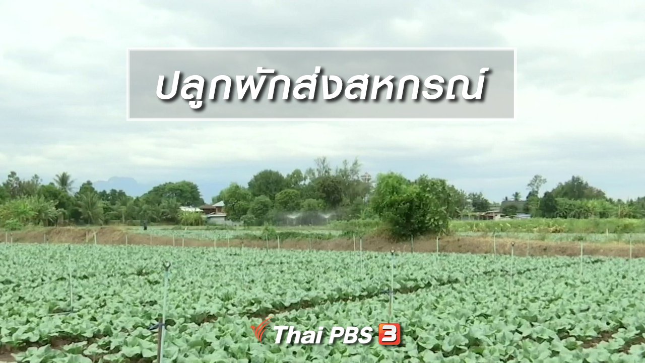 จับตาสถานการณ์ - ตะลุยทั่วไทย : ปลูกผักส่งสหกรณ์