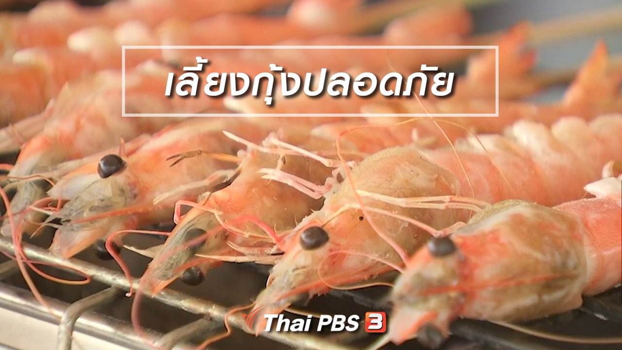 จับตาสถานการณ์ - ตะลุยทั่วไทย : เลี้ยงกุ้งปลอดภัย