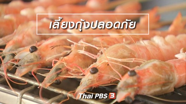 ตะลุยทั่วไทย : เลี้ยงกุ้งปลอดภัย
