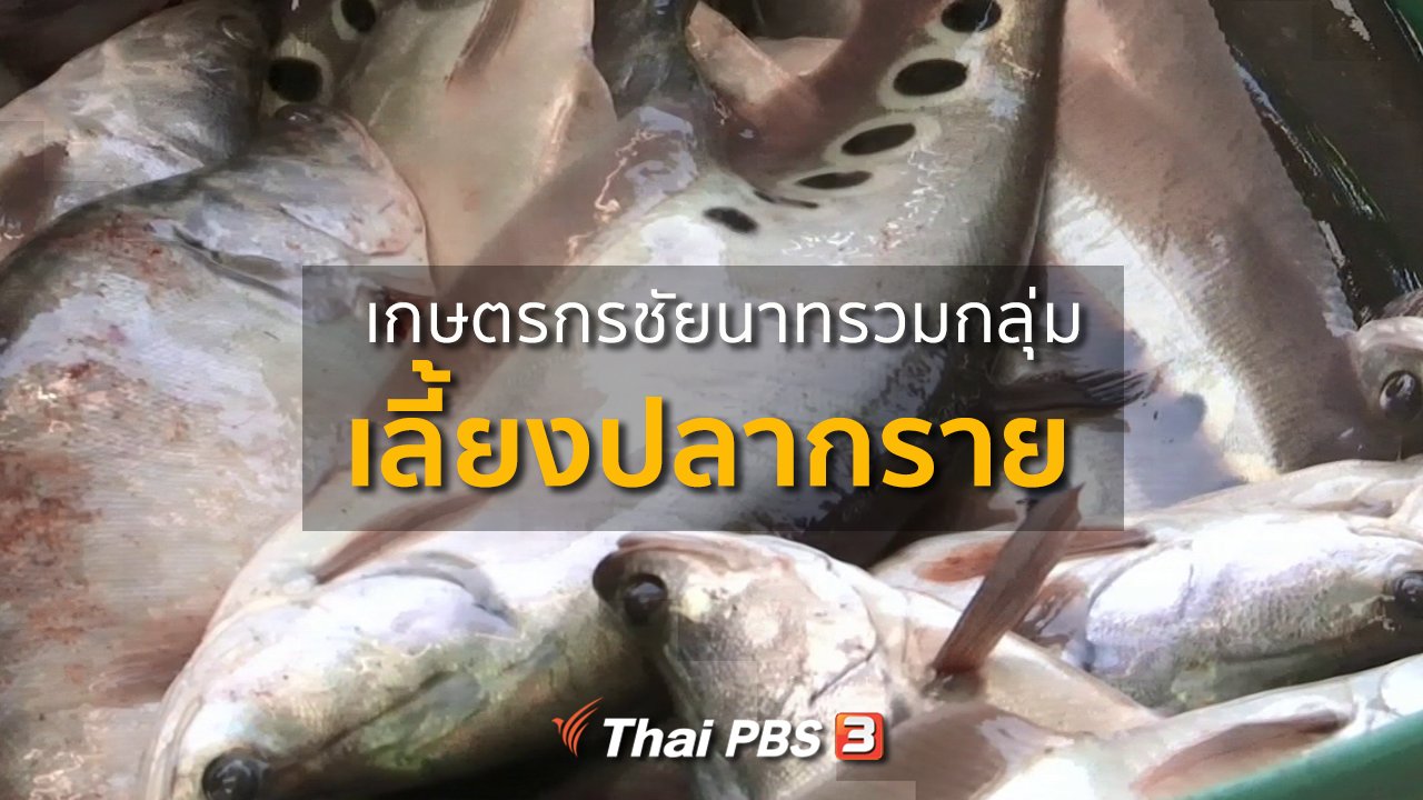 ทุกทิศทั่วไทย - อาชีพทั่วไทย : เกษตรกรชัยนาท รวมกลุ่มเลี้ยงปลากราย