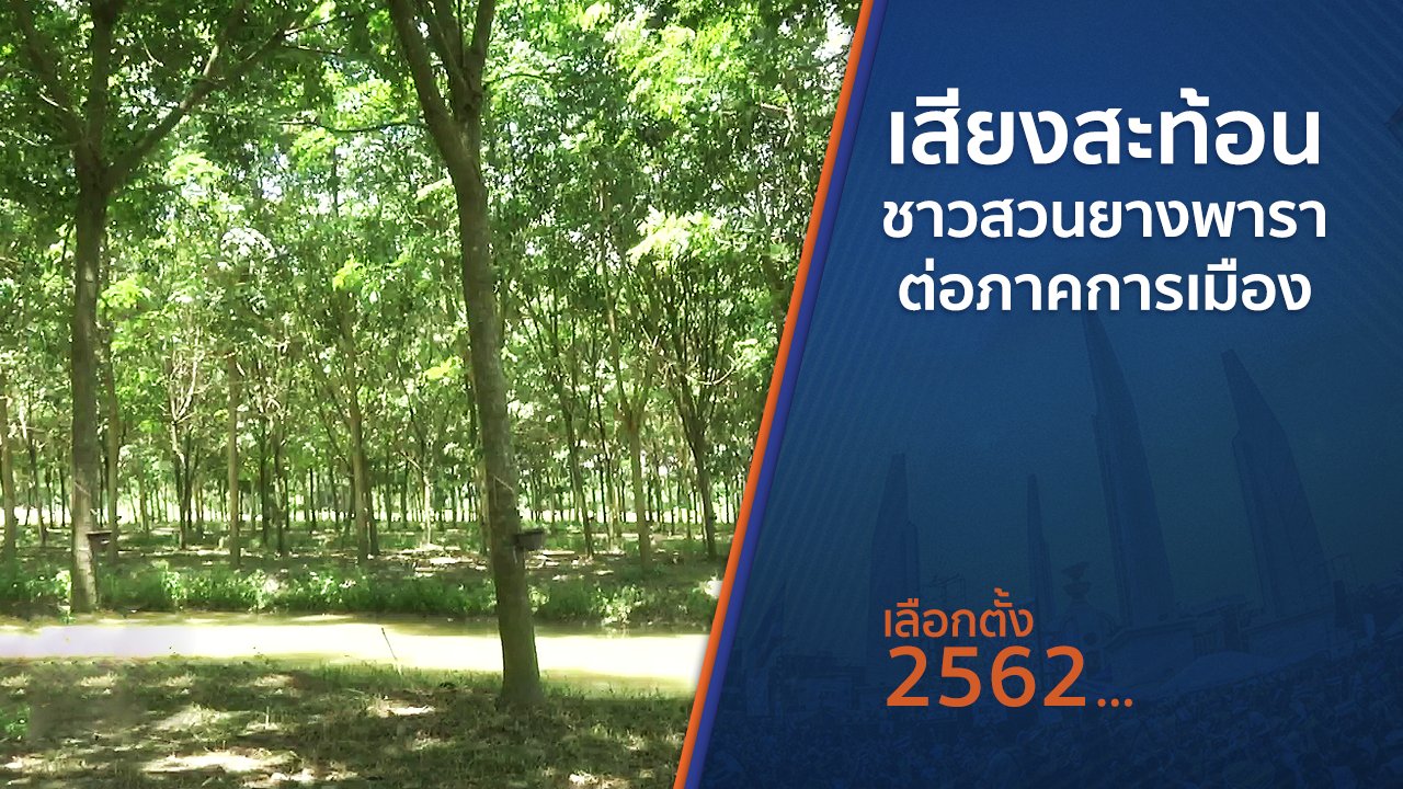 เลือกตั้ง 2562 - เสียงสะท้อนชาวสวนยางพาราต่อภาคการเมือง