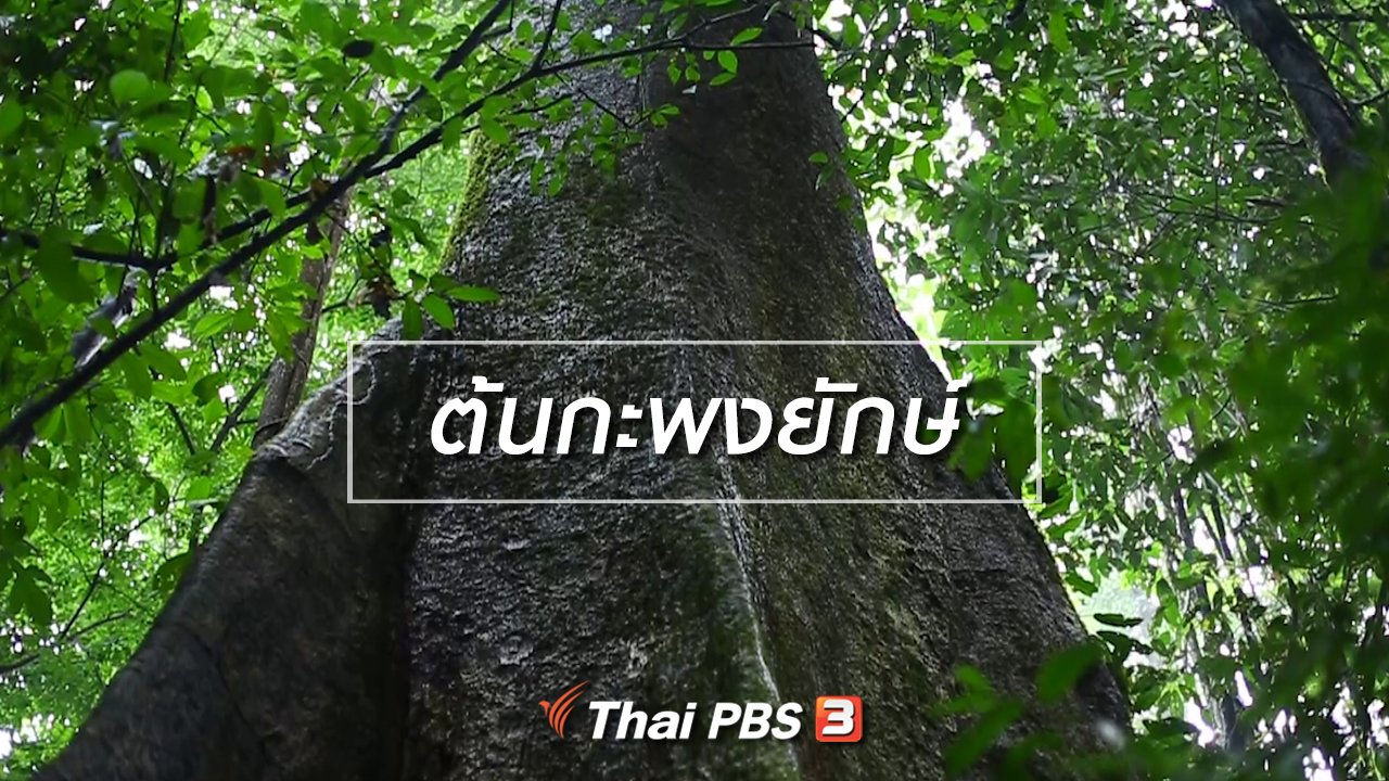 ทั่วถิ่นแดนไทย - เรียนรู้วิถีไทย : ต้นกะพงยักษ์