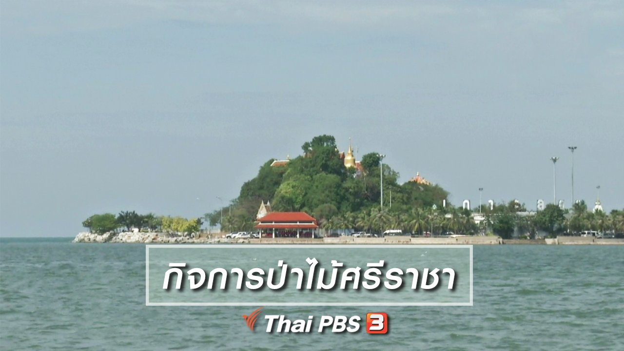 ไทยบันเทิง - เรื่องนี้มีตำนาน : ย้อนวันวานกิจการป่าไม้ศรีราชา