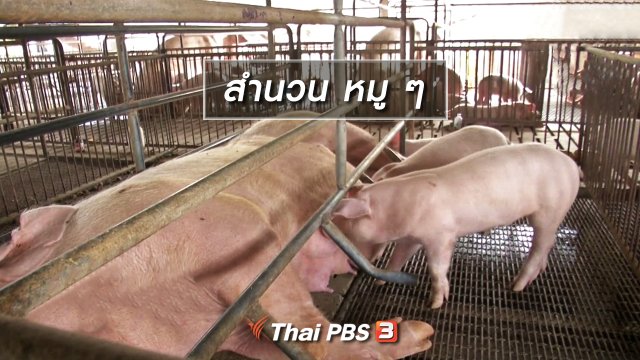 เพียงคำเดียว : สำนวน หมู ๆ