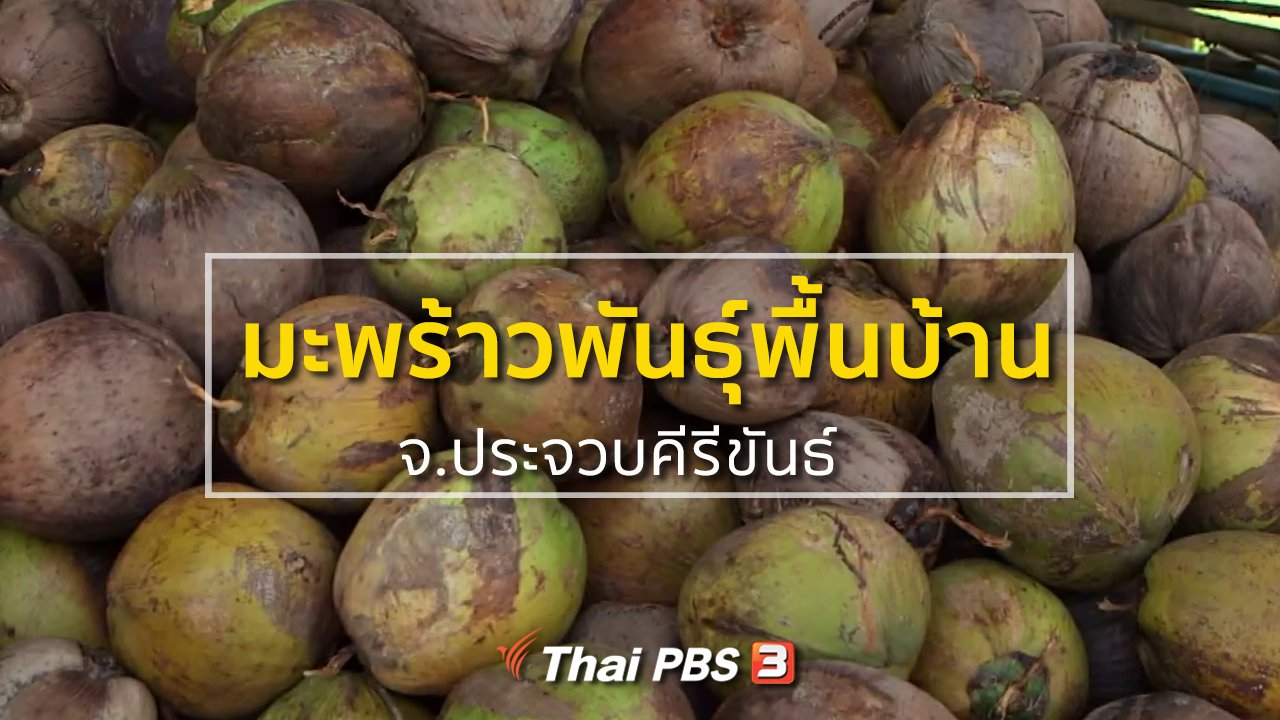 ทุกทิศทั่วไทย - ชุมชนทั่วไทย : พัฒนามะพร้าวพันธุ์พื้นบ้าน จ.ประจวบคีรีขันธ์