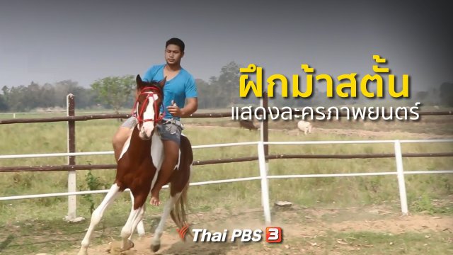 อาชีพทั่วไทย : ฝึกม้าสตั้นแสดงละครภาพยนตร์