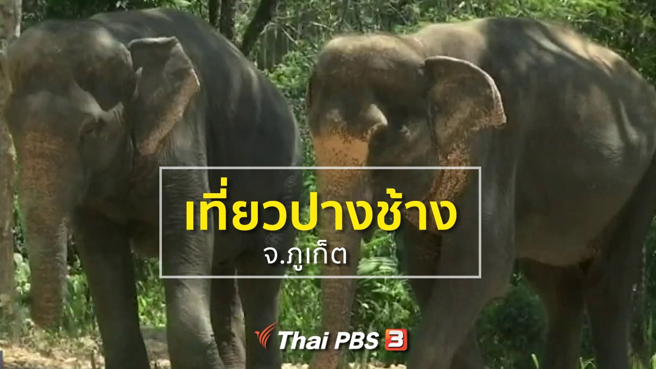 ทุกทิศทั่วไทย - ชุมชนทั่วไทย : เที่ยวปางช้าง จ.ภูเก็ต