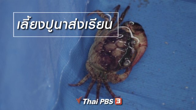 ผู้หญิงผู้สร้าง : เลี้ยงปูนาส่งเรียน