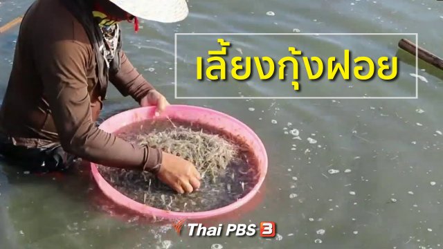 อาชีพทั่วไทย : เลี้ยงกุ้งฝอย