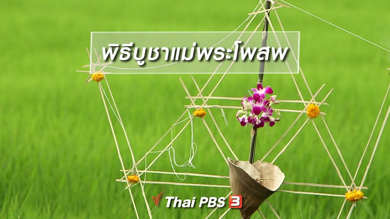ไทยบันเทิง - เรื่องนี้มีตำนาน : พิธีบูชาแม่พระโพสพ