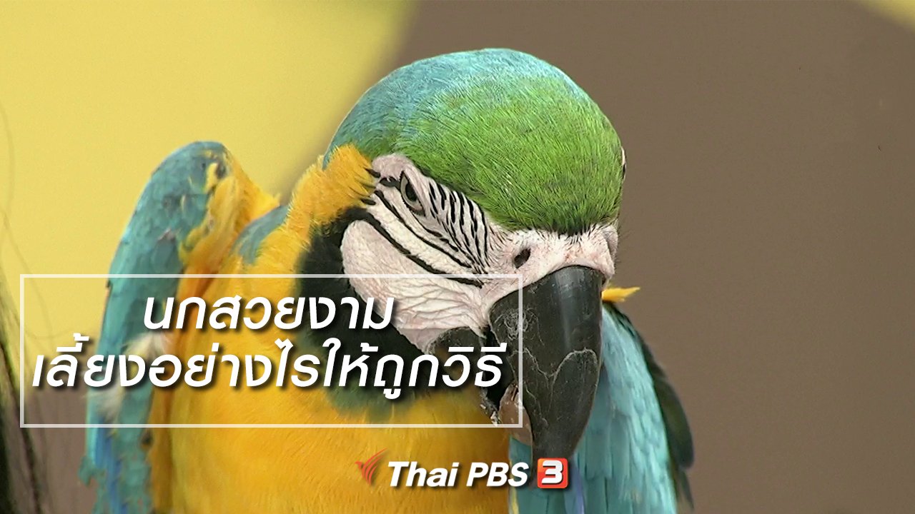นารีกระจ่าง - นารีสนทนา : นกสวยงามเลี้ยงอย่างไรให้ถูกวิธี
