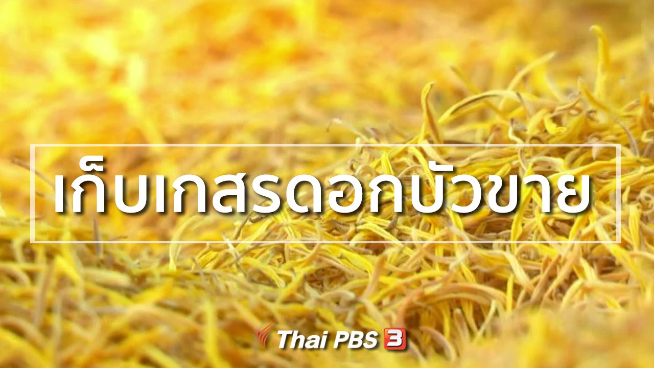 ทุกทิศทั่วไทย - อาชีพทั่วไทย : เก็บเกสรดอกบัวขาย