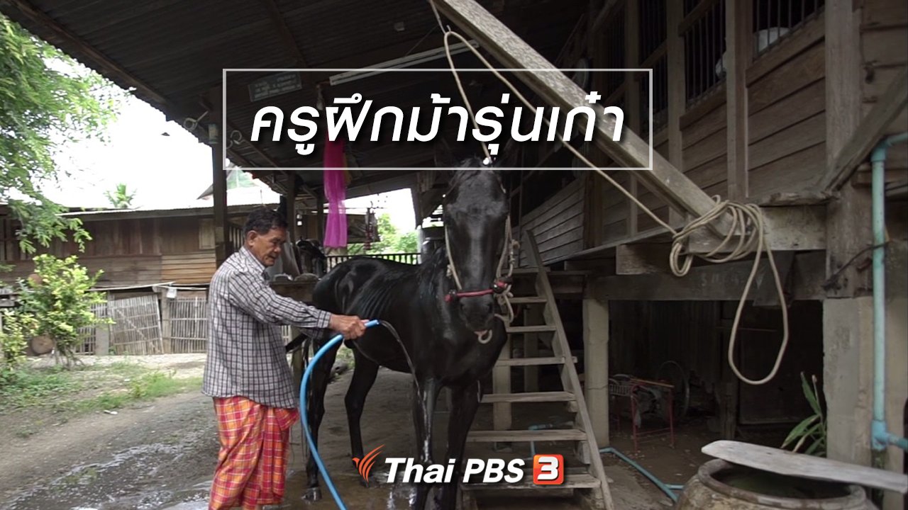 ลุยไม่รู้โรย - สูงวัยไทยแลนด์ : ครูฝึกม้ารุ่นเก๋า