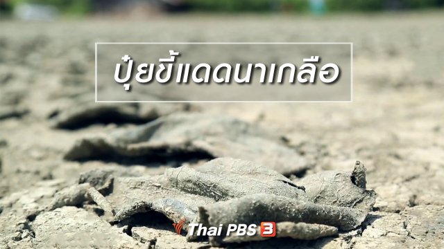 นารีสนทนา : ปุ๋ยขี้แดดนาเกลือ