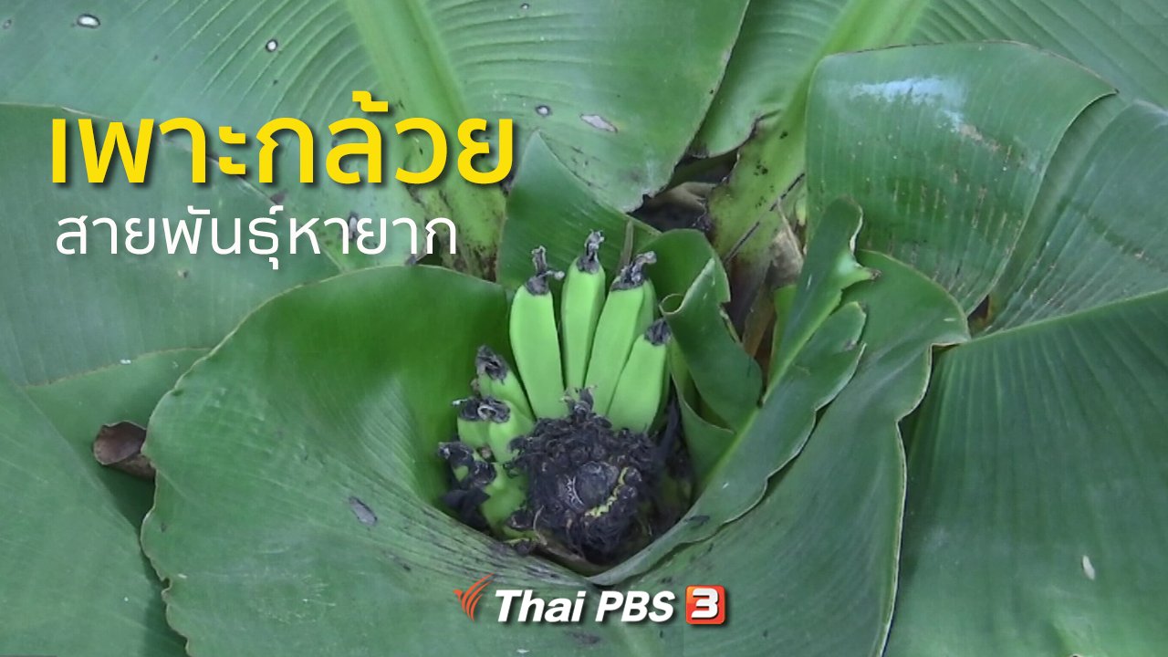 ทุกทิศทั่วไทย - อาชีพทั่วไทย : เพาะกล้วยสายพันธุ์หายาก