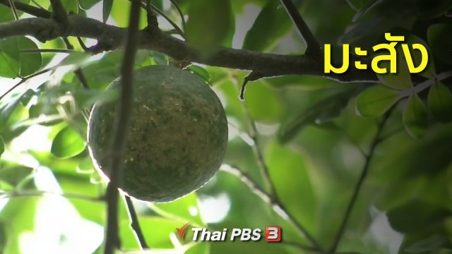 วิถีทั่วไทย : มะสัง