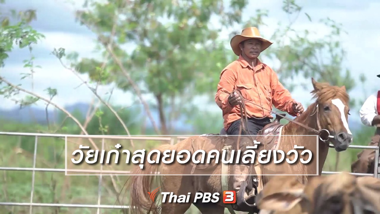 ลุยไม่รู้โรย สูงวัยดี๊ดี - สูงวัยไทยแลนด์ : วัยเก๋าสุดยอดคนเลี้ยงวัว
