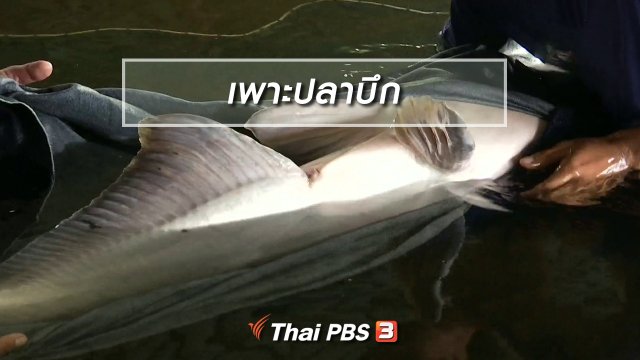 ตะลุยทั่วไทย : เพาะปลาบึก