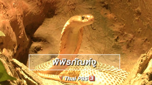 ตะลุยทั่วไทย : พิพิธภัณฑ์งู