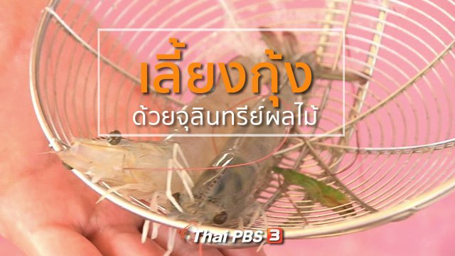 อาชีพทั่วไทย : เลี้ยงกุ้งด้วยจุลินทรีย์ผลไม้