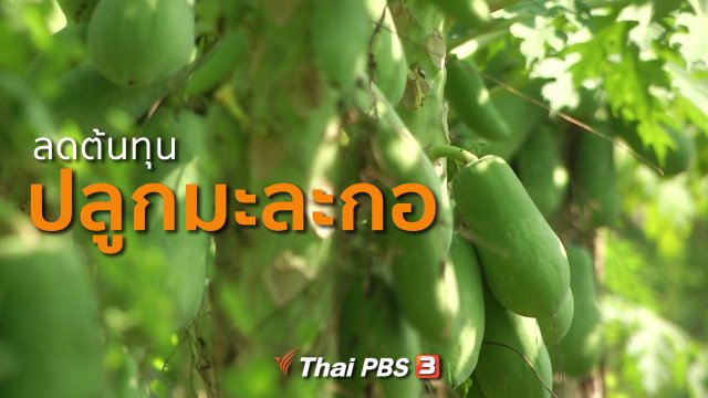 อาชีพทั่วไทย : ลดต้นทุนปลูกมะละกอ