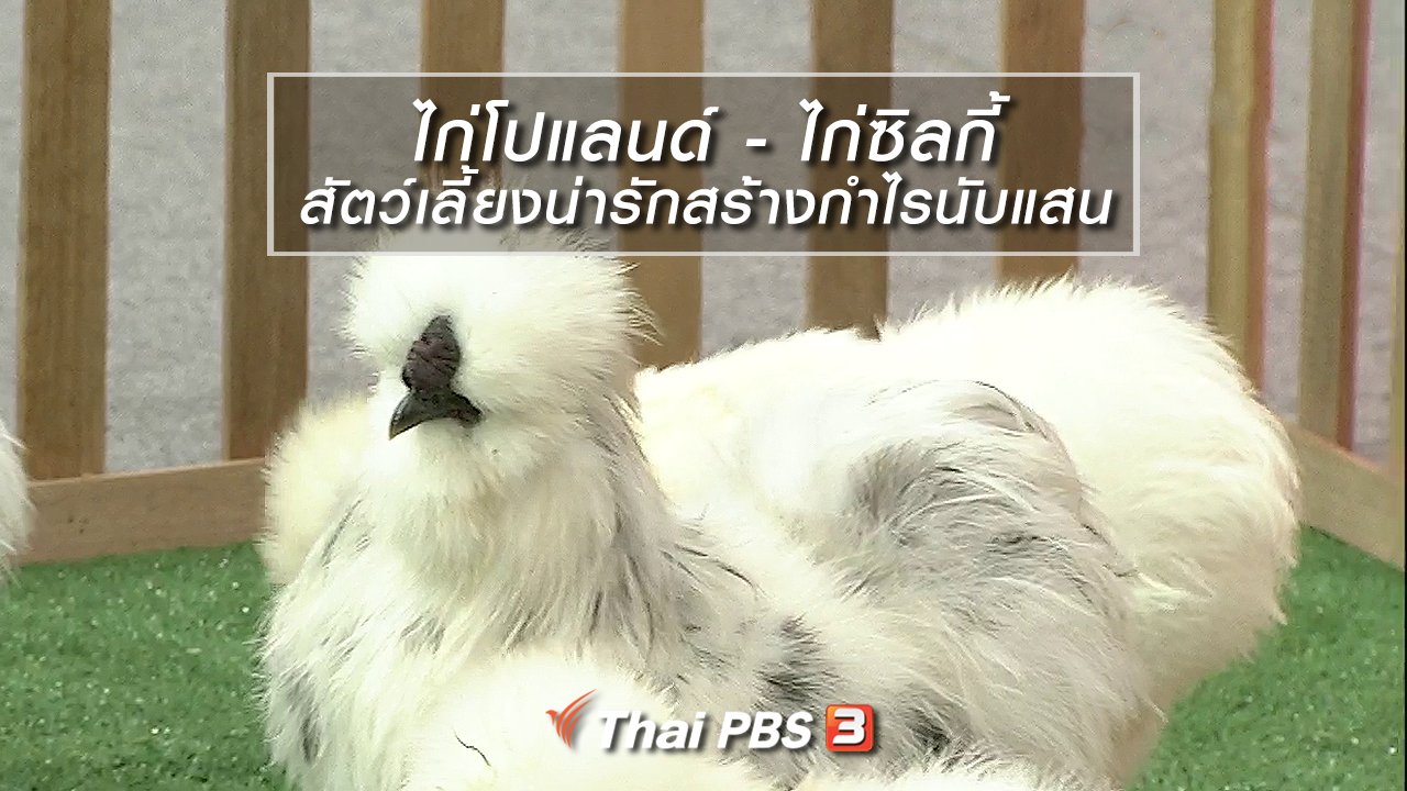 นารีกระจ่าง - นารีสนทนา : ไก่โปแลนด์ - ไก่ซิลกี้ สัตว์เลี้ยงน่ารักสร้างกำไรนับแสน