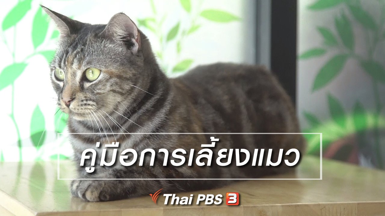 ลุยไม่รู้โรย - ห้องเรียนสูงวัย : คู่มือการเลี้ยงแมว