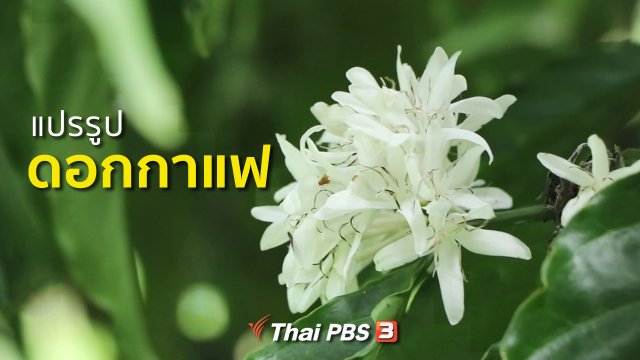 วิถีทั่วไทย : แปรรูปดอกกาแฟ