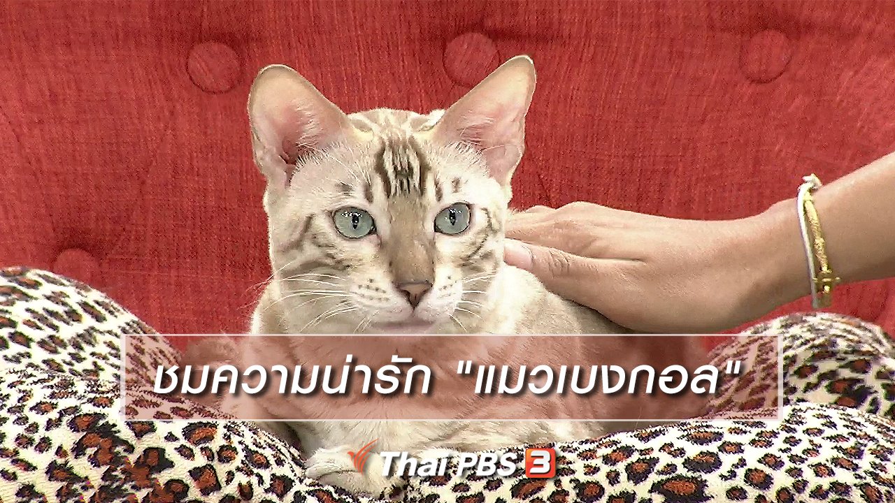 นารีกระจ่าง - นารีสนทนา : ชมความน่ารัก "แมวเบงกอล"