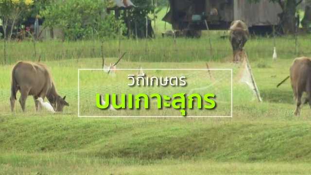 ชุมชนทั่วไทย : ชมวิถีเกษตรบนเกาะสุกร