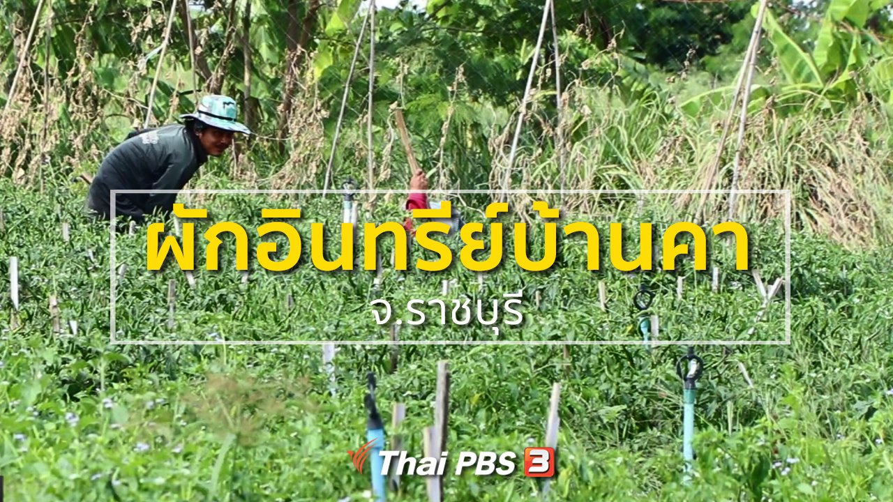 ทุกทิศทั่วไทย - อาชีพทั่วไทย : ผักอินทรีย์บ้านคา จ.ราชบุรี