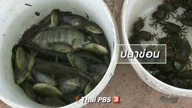 ตะลุยทั่วไทย : ปลาข่อน