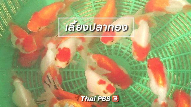 ตะลุยทั่วไทย : เลี้ยงปลาทอง