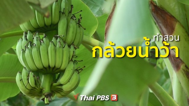 อาชีพทั่วไทย : ทำสวนกล้วยน้ำว้า