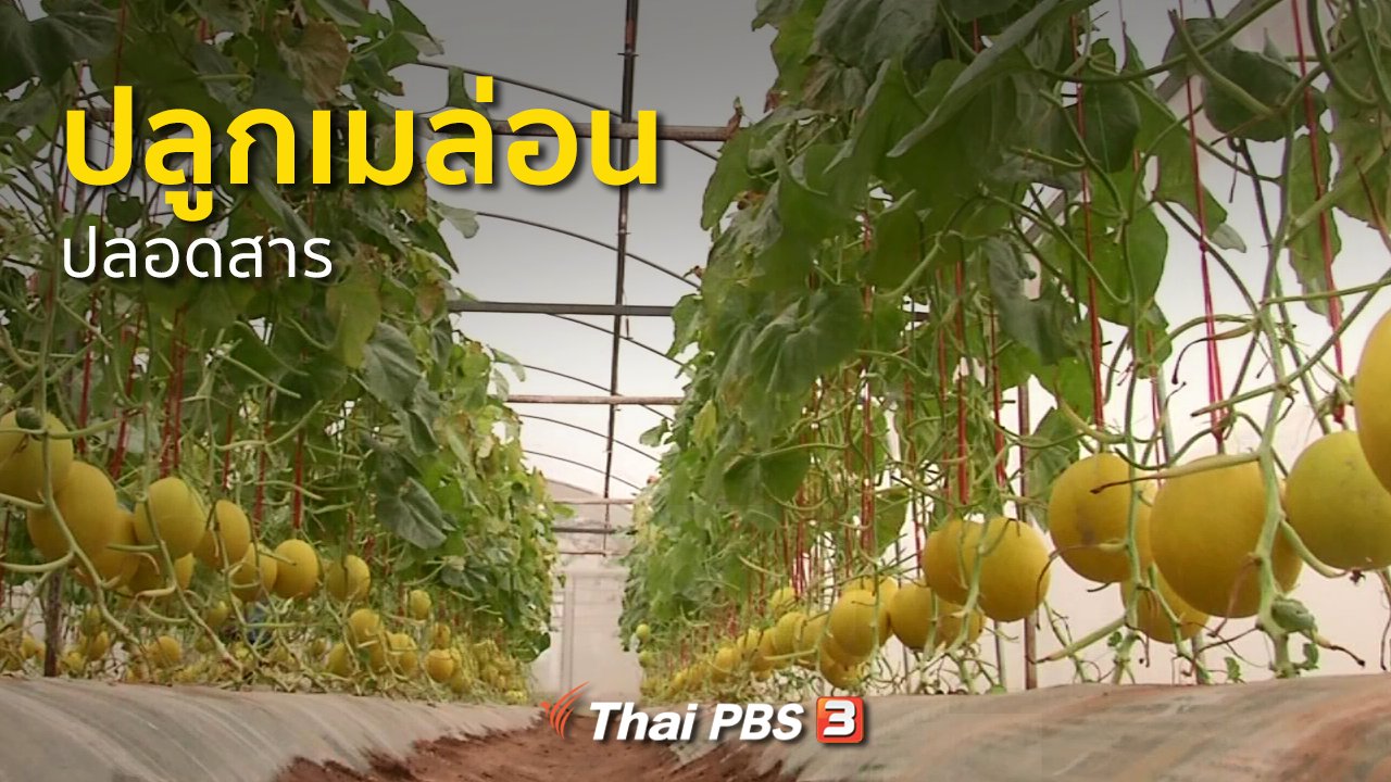 ทุกทิศทั่วไทย - อาชีพทั่วไทย : ปลูกเมล่อนปลอดสาร