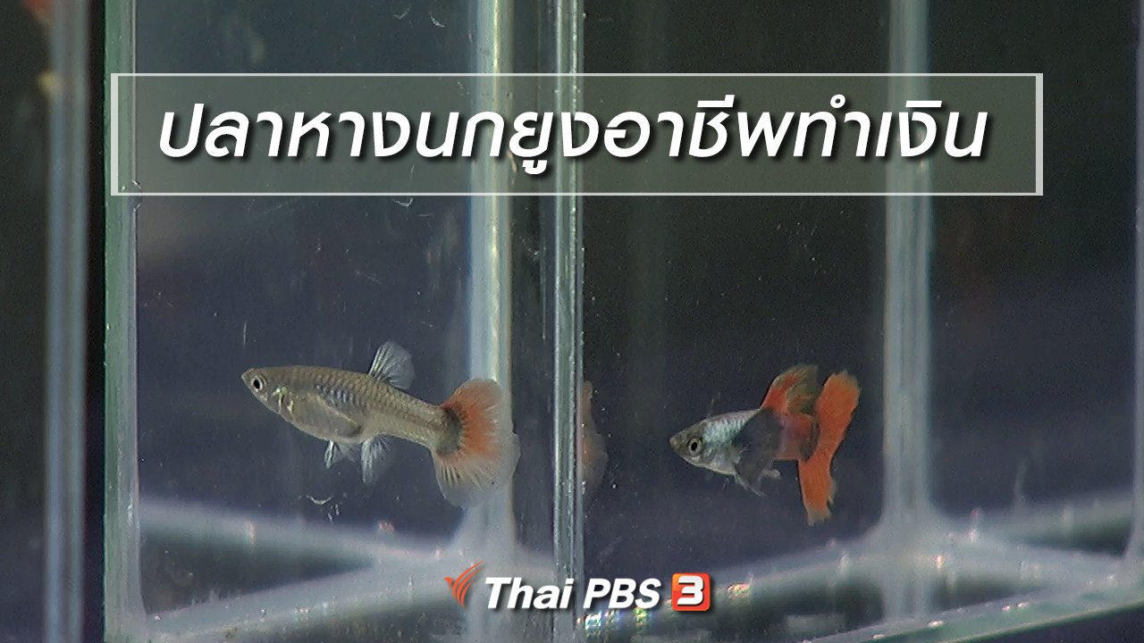 นารีกระจ่าง - นารีสนทนา : ปลาหางนกยูงอาชีพทำเงิน