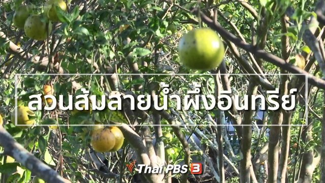 อาชีพทั่วไทย : สวนส้มสายน้ำผึ้งอินทรีย์