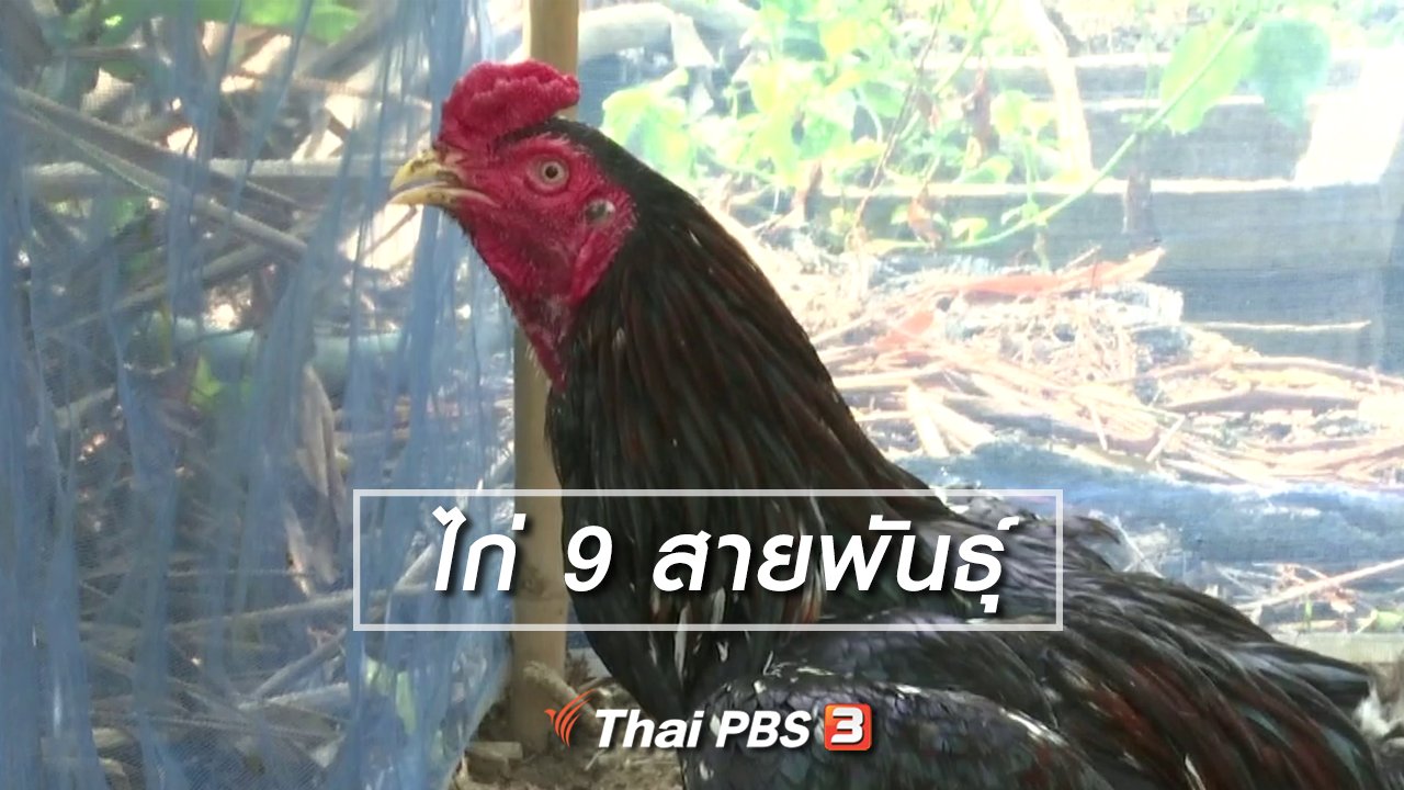 จับตาสถานการณ์ - ตะลุยทั่วไทย : ไก่ 9 สายพันธุ์