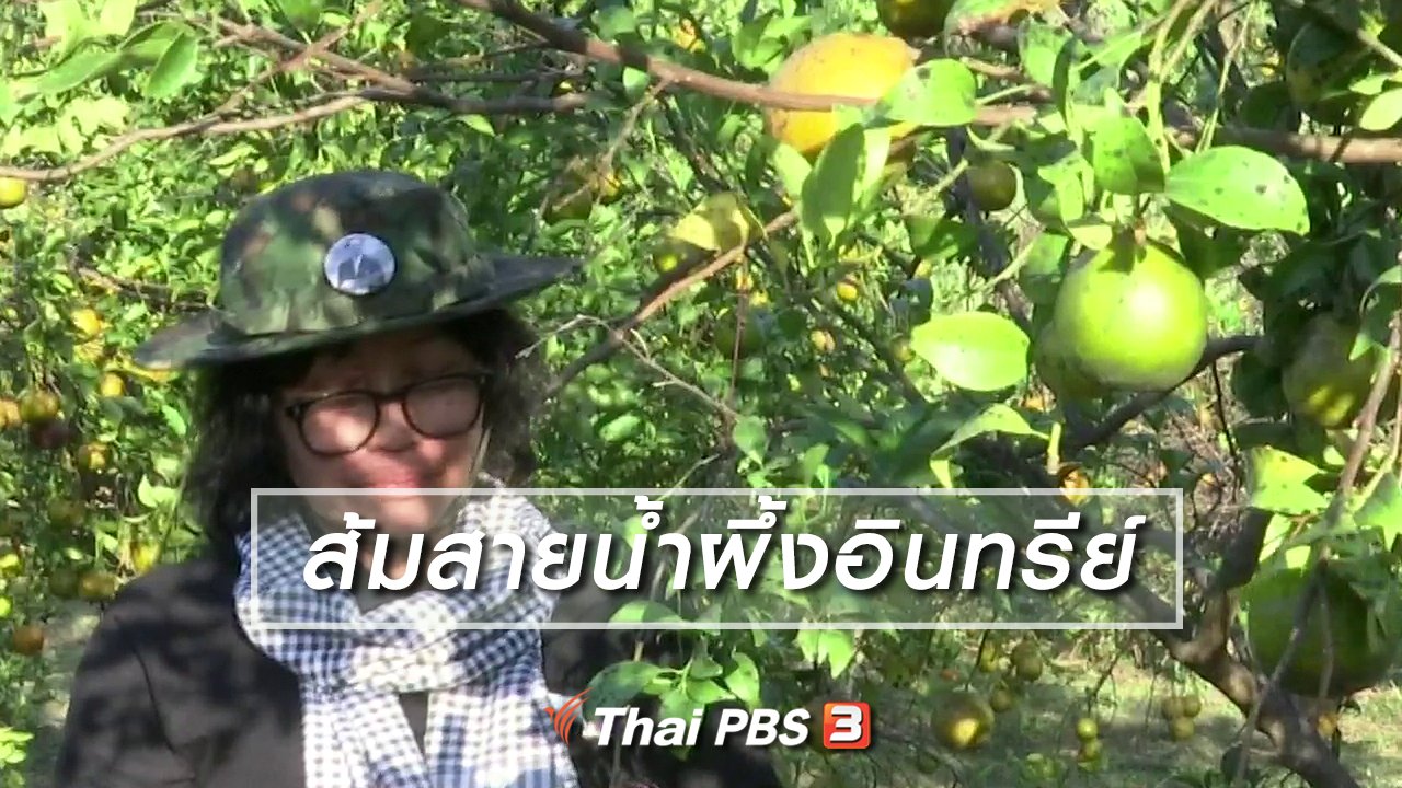 จับตาสถานการณ์ - ตะลุยทั่วไทย : ส้มสายน้ำผึ้งอินทรีย์