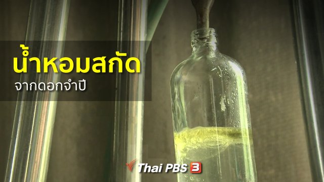 ​ชุมชนทั่วไทย : น้ำหอมสกัดจากดอกจำปี