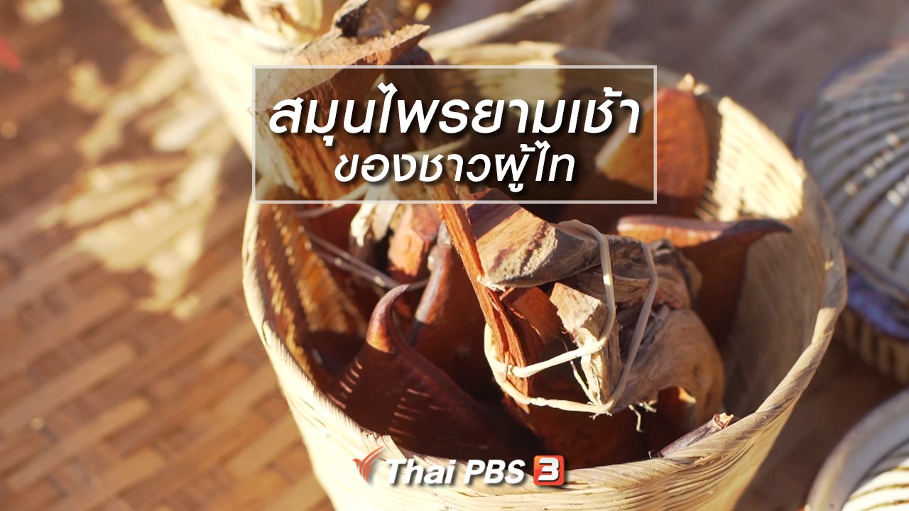 ทั่วถิ่นแดนไทย - เรียนรู้วิถีไทย : สมุนไพรยามเช้าของชาวผู้ไท