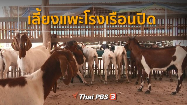 อาชีพทั่วไทย : เลี้ยงแพะโรงเรือนปิด จ.ชัยนาท