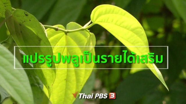 อาชีพทั่วไทย : แปรรูปพลูเป็นรายได้เสริม