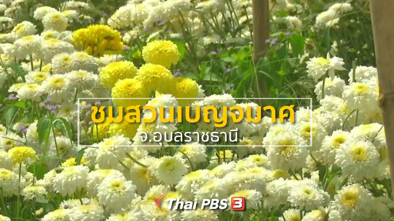 ทุกทิศทั่วไทย - ชุมชนทั่วไทย : ชมสวนเบญจมาศ จ.อุบลราชธานี