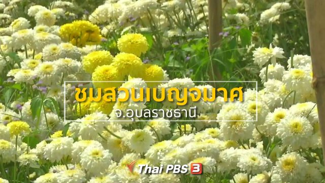 ​ชุมชนทั่วไทย : ชมสวนเบญจมาศ จ.อุบลราชธานี